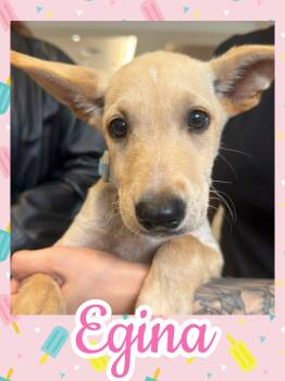 Egina -  Labrador Retriever and German Shepherd Dog Dog for Adoption in Ringwood, New Jersey - Egina | PetCurious