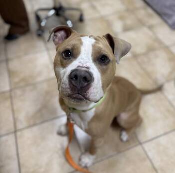 Mister -  Pit Bull Terrier Dog for Adoption in Troutdale, Oregon - Mister | PetCurious