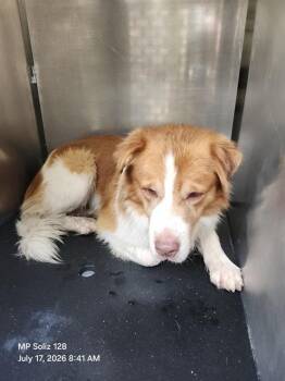 MAJOR -  Saint Bernard Dog for Adoption in San Antonio, Texas - MAJOR | PetCurious