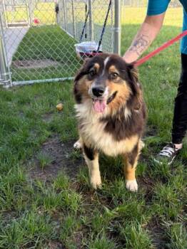 Penne -  Australian Shepherd and Mixed Breed Dog for Adoption in Fergus Falls, Minnesota - Penne | PetCurious