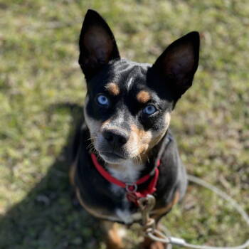 Rescue Miniature Pinscher Dogs for Adoption in Fargo, North Dakota - Halloween Jack | PetCurious