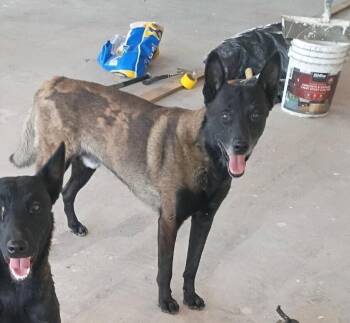 Peanuts Gang Litter Charlie Brown - Located in CA -  Belgian Shepherd Malinois Dog for Adoption in Imlay City, Michigan - Peanuts Gang Litter Charlie Brown - Located In CA | PetCurious