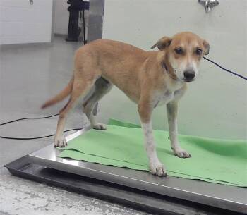 A2083746 -  German Shepherd Dog and Mixed Breed Dog for Adoption in Houston, Texas - A2083746 | PetCurious