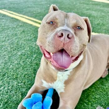 American Bully Dogs Available for Adoption in Los Angeles, California - Seven-Sweet, Soulful Pup | PetCurious