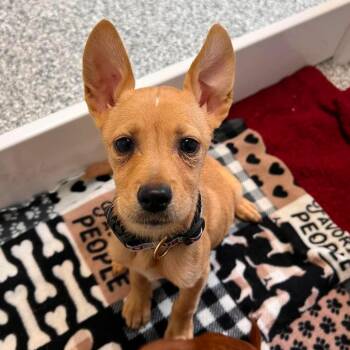 Benita -  Terrier and Mixed Breed Dog for Adoption in St. Peters, Missouri - Benita | PetCurious