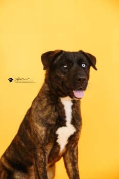 Muneca-Diamond Dog! $75 Adoption Fee! -  German Shepherd Dog and Husky Dog for Adoption in Rockwall, Texas - Muneca-Diamond Dog! $75 Adoption Fee! | PetCurious