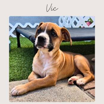 VIC -  Boxer and Mixed Breed Dog for Adoption in San Juan Capistrano, California - VIC | PetCurious