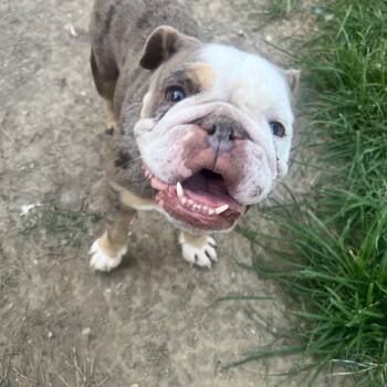 Starry -  Bulldog and French Bulldog Dog for Adoption in Rockville, Maryland - Starry | PetCurious