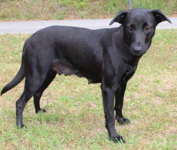 Labrador Retriever Dogs Available for Adoption in Prattville, Alabama - April 43422 | PetCurious
