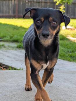 Chihuahua Dogs Available for Adoption - Wolf | PetCurious