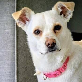 Terrier and Mixed Breed Dogs Available for Adoption in Alma, Wisconsin - Lola | PetCurious