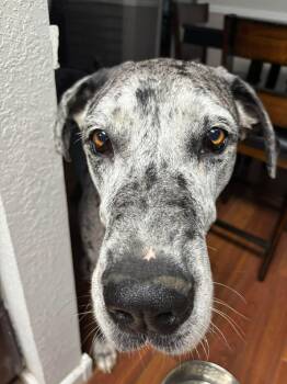 Great Dane Dogs Available for Adoption in Pensacola, Florida - Hershey | PetCurious