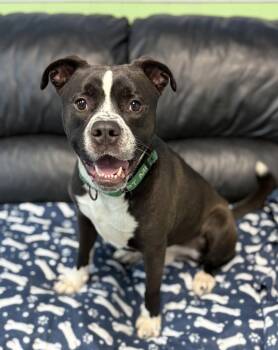 Pit Bull Terrier Dogs Available for Adoption in Hazlet, New Jersey - Norman | PetCurious