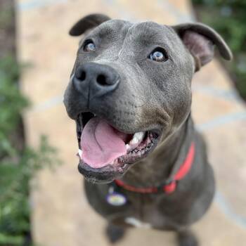 Rescue Pit Bull Terrier Dogs for Adoption in Los Angeles, California - Joey | PetCurious