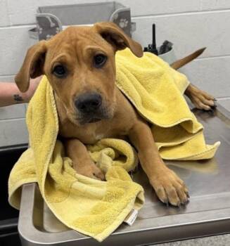 Timon -  Mixed Breed Dog for Adoption in Kansas City, Missouri - Timon | PetCurious
