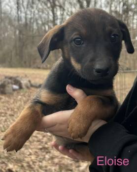 Weimaraner and Hound Dogs Available for Adoption - Eloise | PetCurious