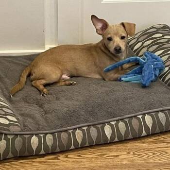 Buster A Little Guy Looking for a Little Patience & Lots of Love -  Dachshund and Chihuahua Dog for Adoption in Houston, Texas - Buster A Little Guy Looking For A Little Patience & Lots Of Love | PetCurious