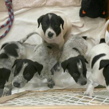 Bam Bam, Scout, Odis, Scooter & Eloise -  Pointer and Australian Cattle Dog Blue Heeler Dog for Adoption in Corpus Christi, Texas - Bam Bam, Scout, Odis, Scooter & Eloise | PetCurious