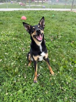 Corey -  Australian Kelpie Dog for Adoption in Pierceton, Indiana - Corey | PetCurious