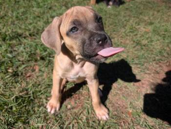 Shakira -  Mastiff Dog for Adoption in Greenville, South Carolina - Shakira | PetCurious