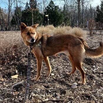 Rescue Smooth Collie Dogs for Adoption in East Hampton, New York - Scooby | PetCurious