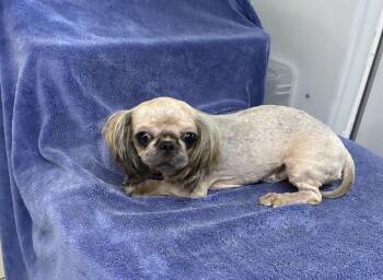 Sunny -  Shih Tzu Dog for Adoption in Chattanooga, Tennessee - Sunny | PetCurious