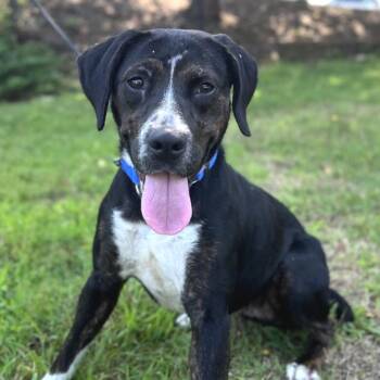 Stella -  Mixed Breed Dog for Adoption in Asheville, North Carolina - Stella | PetCurious