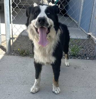 61394435 -  Border Collie Dog for Adoption in Elko, Nevada - 61394435 | PetCurious