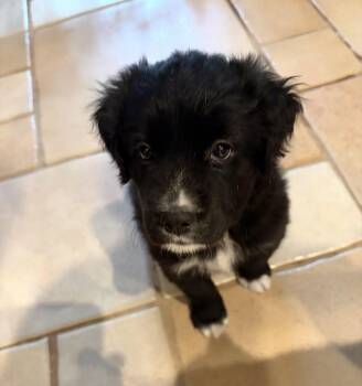 Mama Bear (in foster care) -  Flat Coated Retriever Dog for Adoption in Sebring, Florida - Mama Bear (in Foster Care) | PetCurious