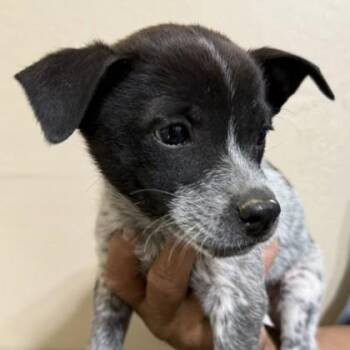 Australian Cattle Dog Blue Heeler Dogs Available for Adoption in Flagstaff, Arizona - Avery | PetCurious