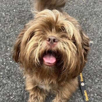 Whicket -  Brussels Griffon and Shih Tzu Dog for Adoption in Rockville, Maryland - Whicket | PetCurious