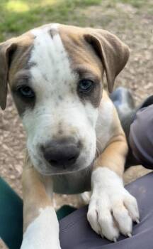 Labrador Retriever and Beagle Dogs Available for Adoption in Watertown, Connecticut - Muscle Man | PetCurious
