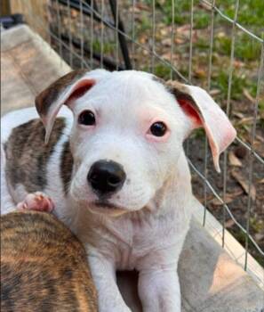 Hunter -  Mixed Breed Dog Available for Adoption in Eutawville, South Carolina - Hunter | PetCurious