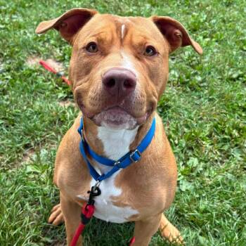 Leo -  Terrier Dog for Adoption in Syracuse, New York - Leo | PetCurious