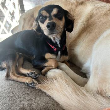 Chihuahua and Miniature Pinscher Dogs Available for Adoption - Bruce  | PetCurious