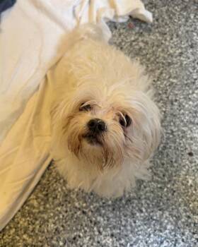 Maltese and Mixed Breed Dogs Available for Adoption - HAPPY | PetCurious