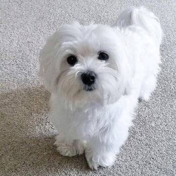 Coco -  Maltese Dog for Adoption in West Caldwell, New Jersey - Coco | PetCurious