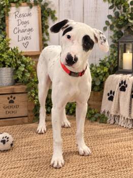 Spiro -  American Staffordshire Terrier Dog for Adoption in Houston, Texas - Spiro | PetCurious