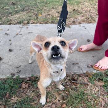 Rescue Border Terrier and Schnauzer Dogs for Adoption in San Antonio, Texas - Bell | PetCurious
