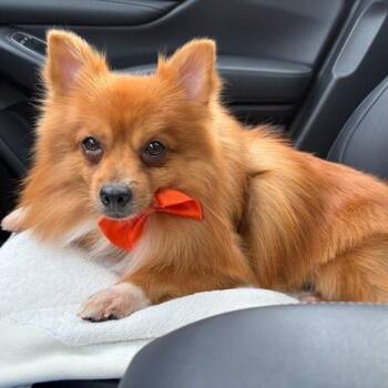 Pete -  Pomeranian and Mixed Breed Dog for Adoption in Northville, Michigan - Pete | PetCurious