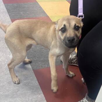 Penelope Topaz -  Mixed Breed Dog Available for Adoption in Philadelphia, Pennsylvania - Penelope Topaz | PetCurious