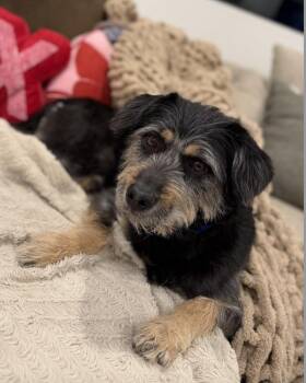 Terrier Dogs Available for Adoption - Suki | PetCurious