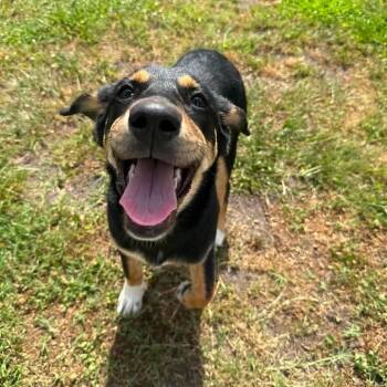 Bella -  Hound Dog for Adoption in Wilmington, North Carolina - Bella | PetCurious