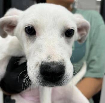 Sophie -  Great Pyrenees Dog for Adoption in Estes Park, Colorado - Sophie | PetCurious