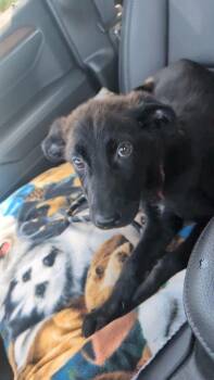 Bridgette -  Labrador Retriever Dog for Adoption in New London, Wisconsin - Bridgette | PetCurious
