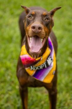 Doberman Pinscher Dogs Available for Adoption in Pearland, Texas - Erin | PetCurious