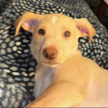 Quail -  Cattle Dog Dog for Adoption in Portland, Oregon - Quail | PetCurious