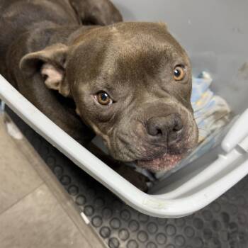 Tilly -  Pit Bull Terrier Dog for Adoption in Parrish, Alabama - Tilly | PetCurious