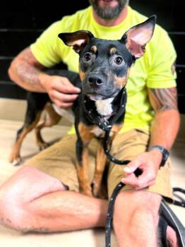 Chevron -  Mixed Breed Dog for Adoption in Effingham, Illinois - Chevron | PetCurious