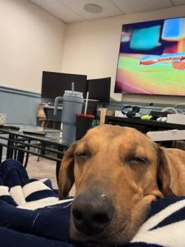 Dachshund and Australian Shepherd Dogs Available for Adoption - Jerry | PetCurious